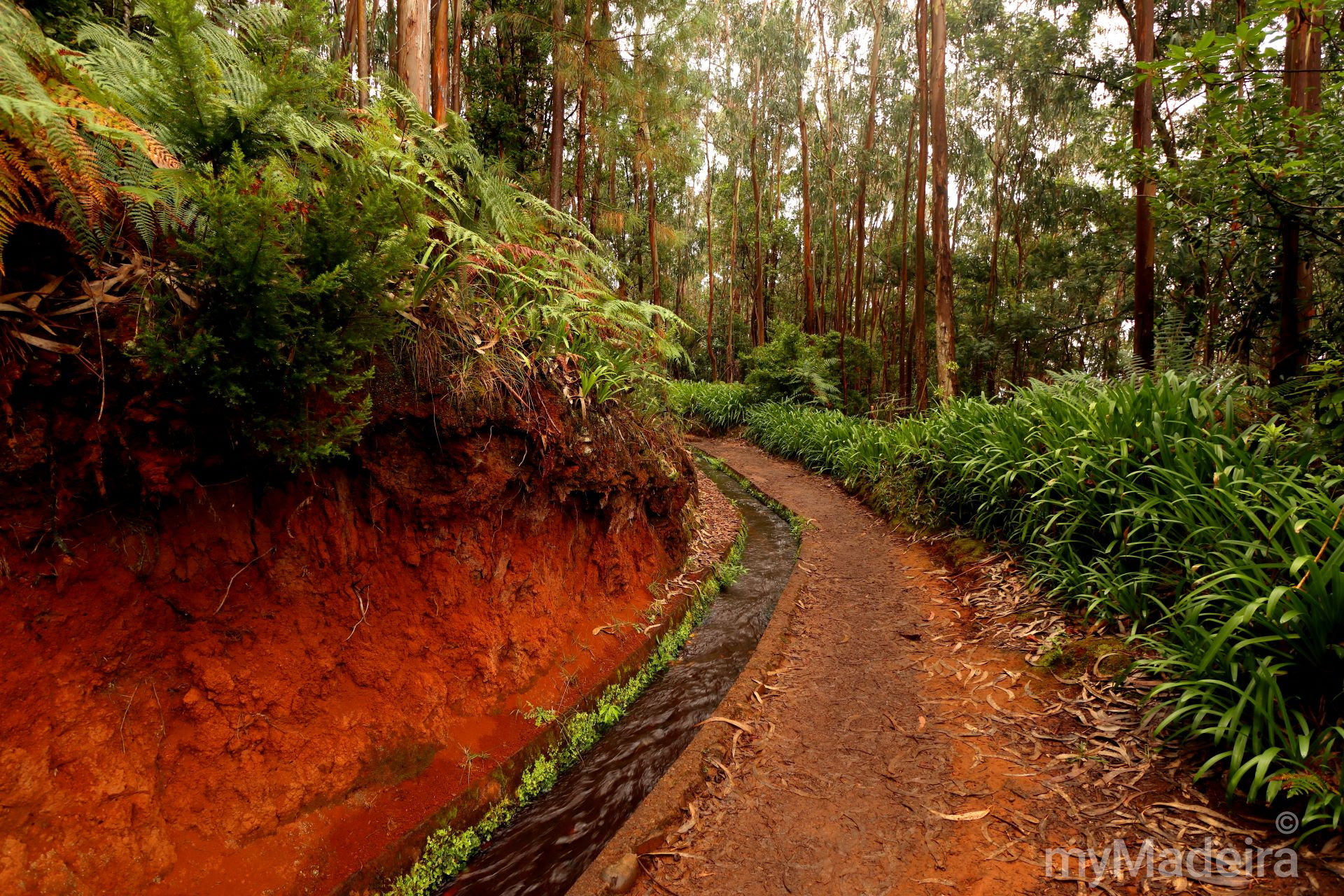 Levada do Rei