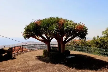 Jardim Monte Palace Madeira