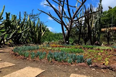 Jardim Botânico da Madeira