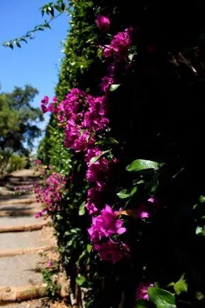 Jardim Botânico da Madeira
