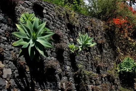 Jardim Botânico da Madeira