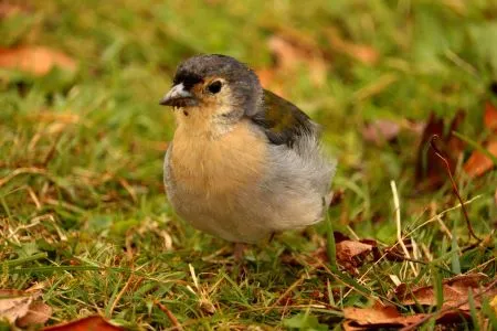 Madeira pinty