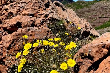 Pico do Areeiro