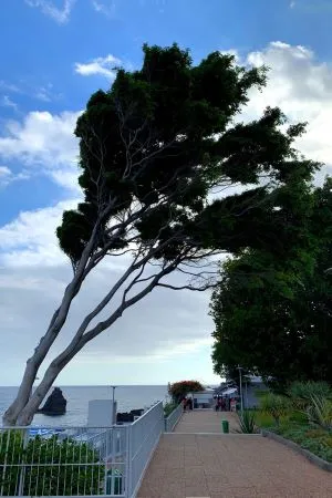 A fa árulkodik az uralkodó szélirányról (Funchal)